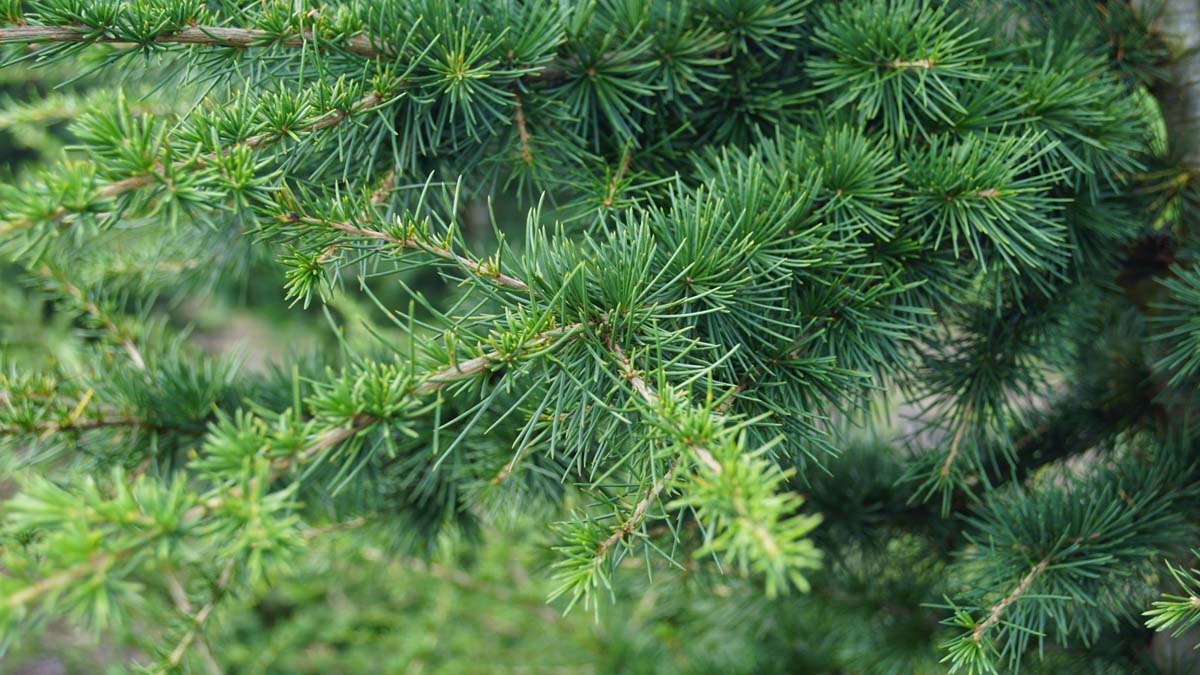 Cedrus libani meerstammig / struik twijg