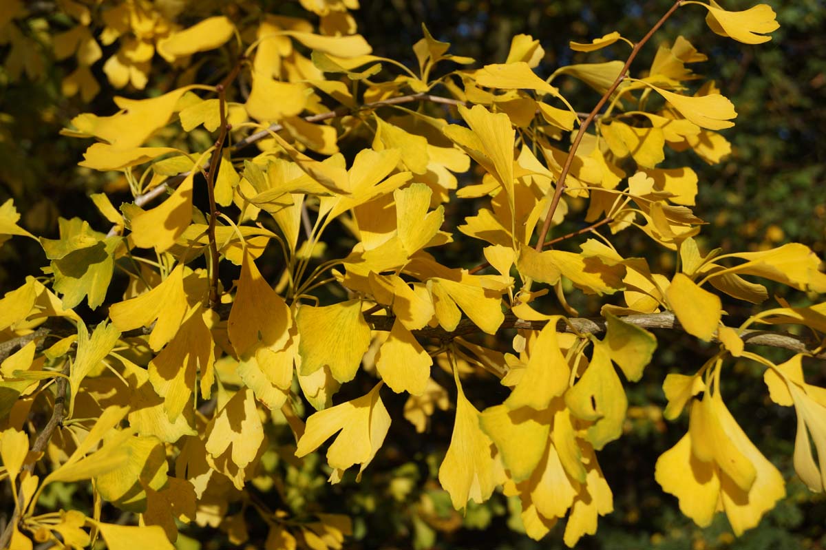 Ginkgo biloba dakboom herfstkleur