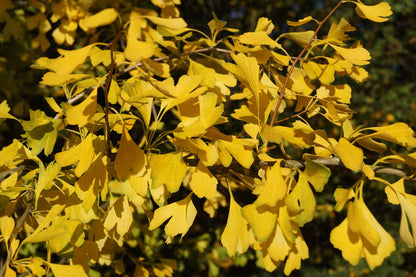 Ginkgo biloba dakboom herfstkleur