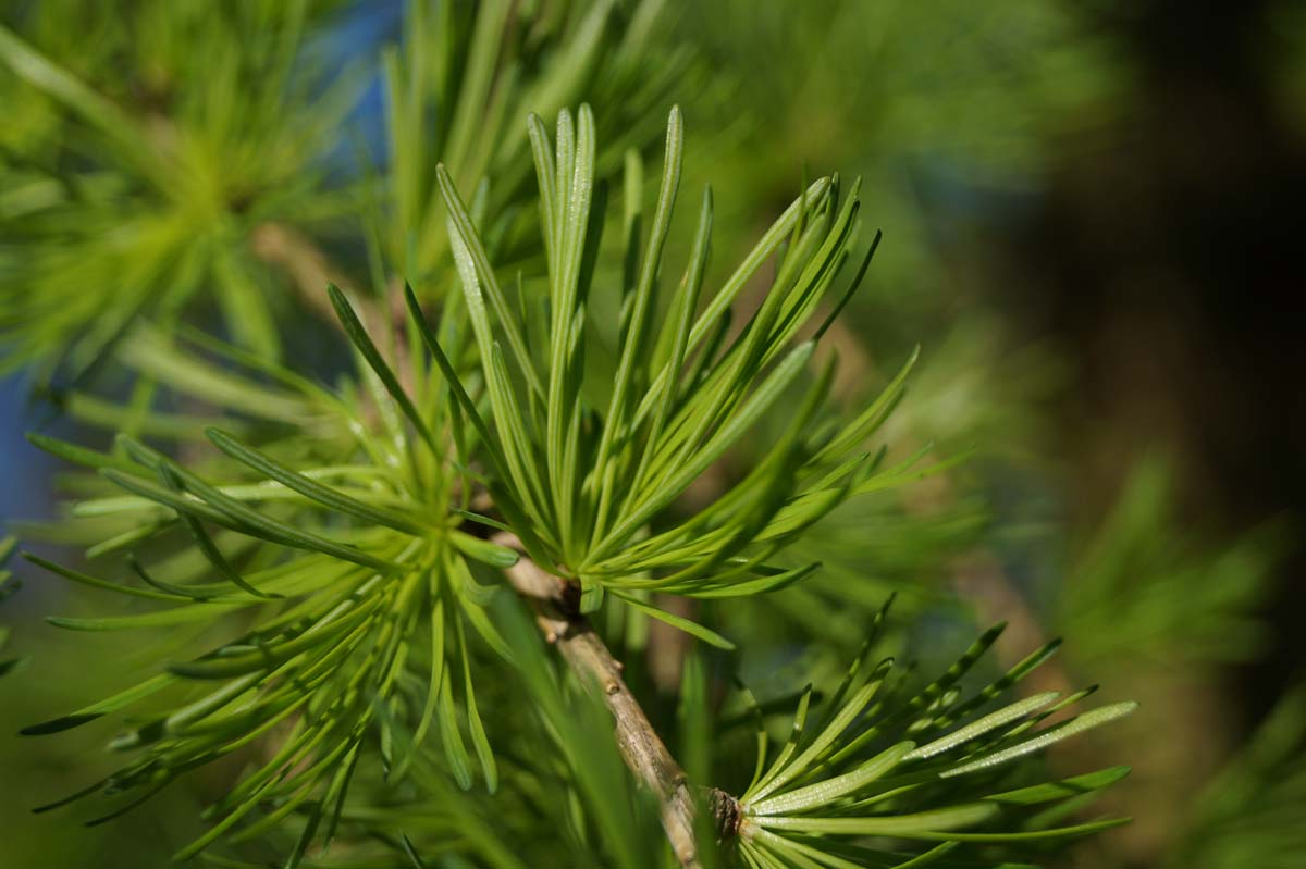 Larix decidua op stam