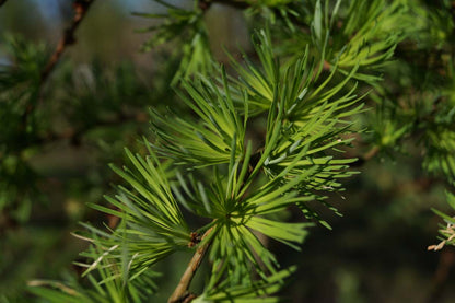 Larix kaempferi op stam