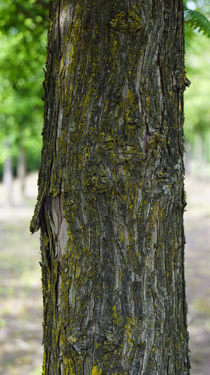 Metasequoia glyptostroboides leiboom