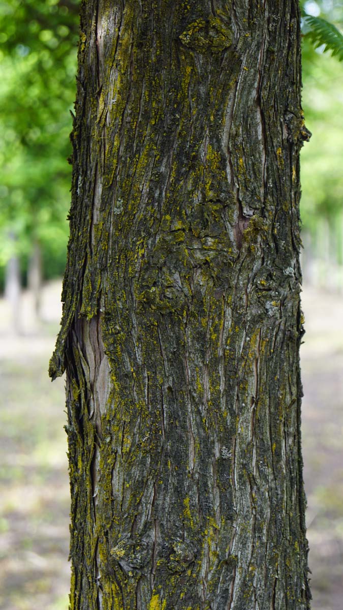 Metasequoia glyptostroboides meerstammig / struik