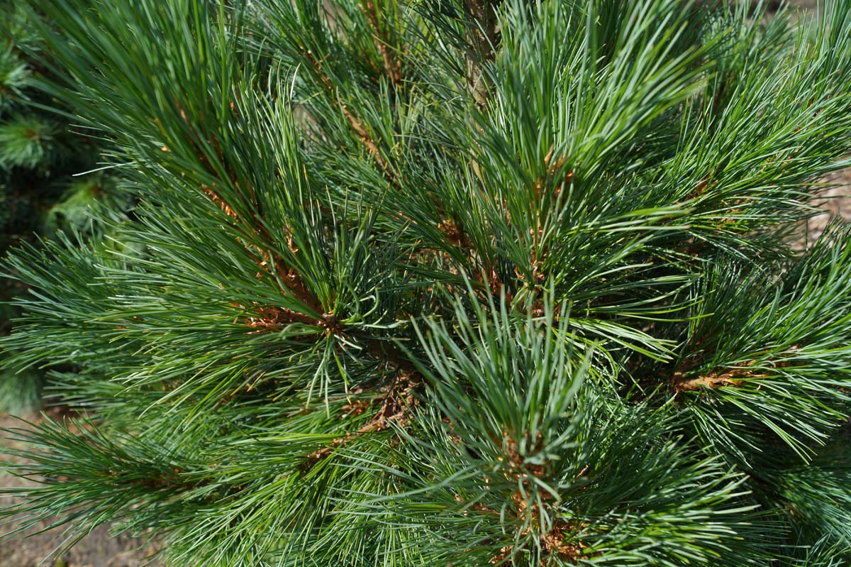 Pinus cembra meerstammig / struik twijg