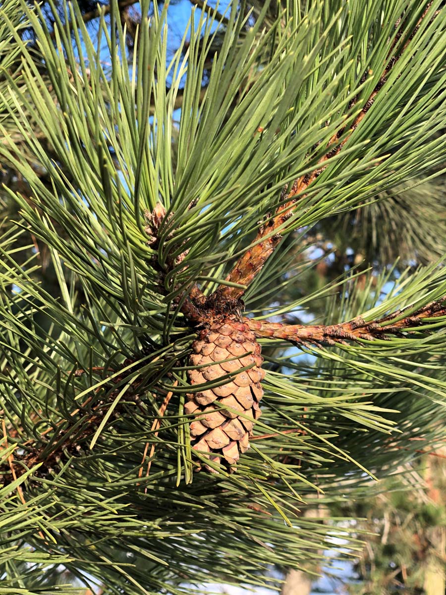 Pinus nigra nigra op stam kegel