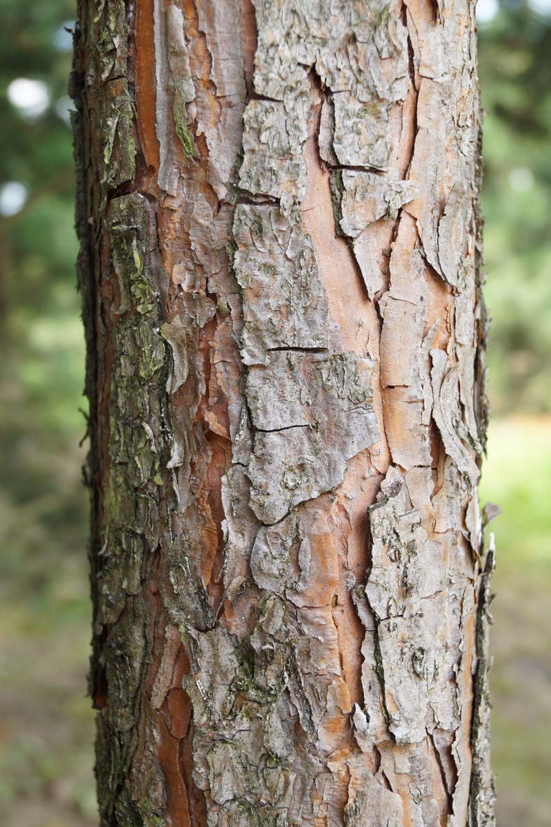 Pinus sylvestris meerstammig / struik bast