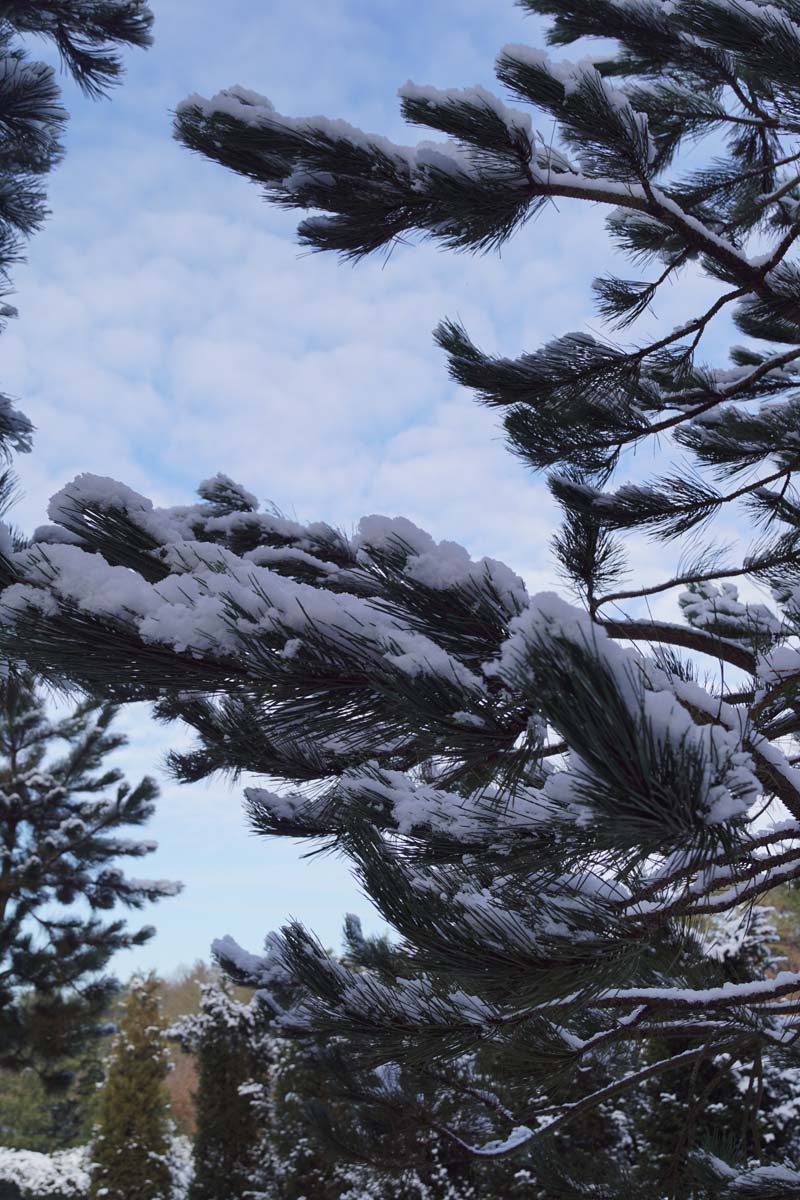 Pinus strobus solitair