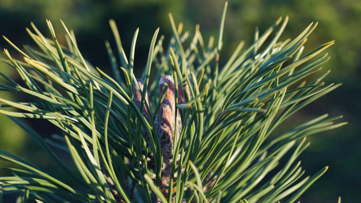 Pinus mugo uncinata