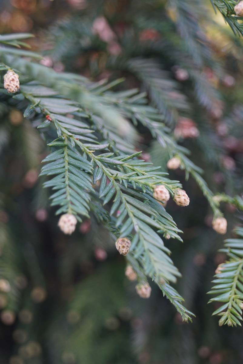 Sequoia sempervirens Tuinplanten naald