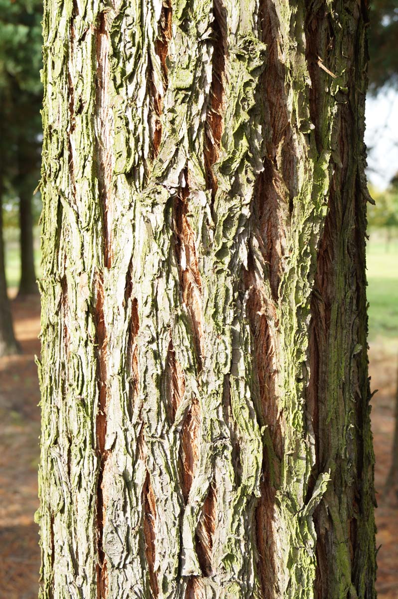 Sequoiadendron giganteum op stam bast