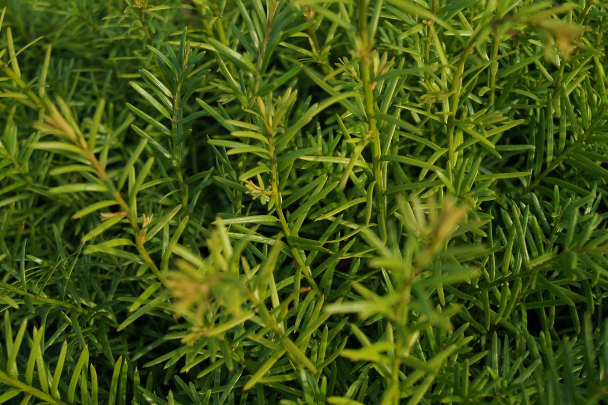 Taxus baccata solitair