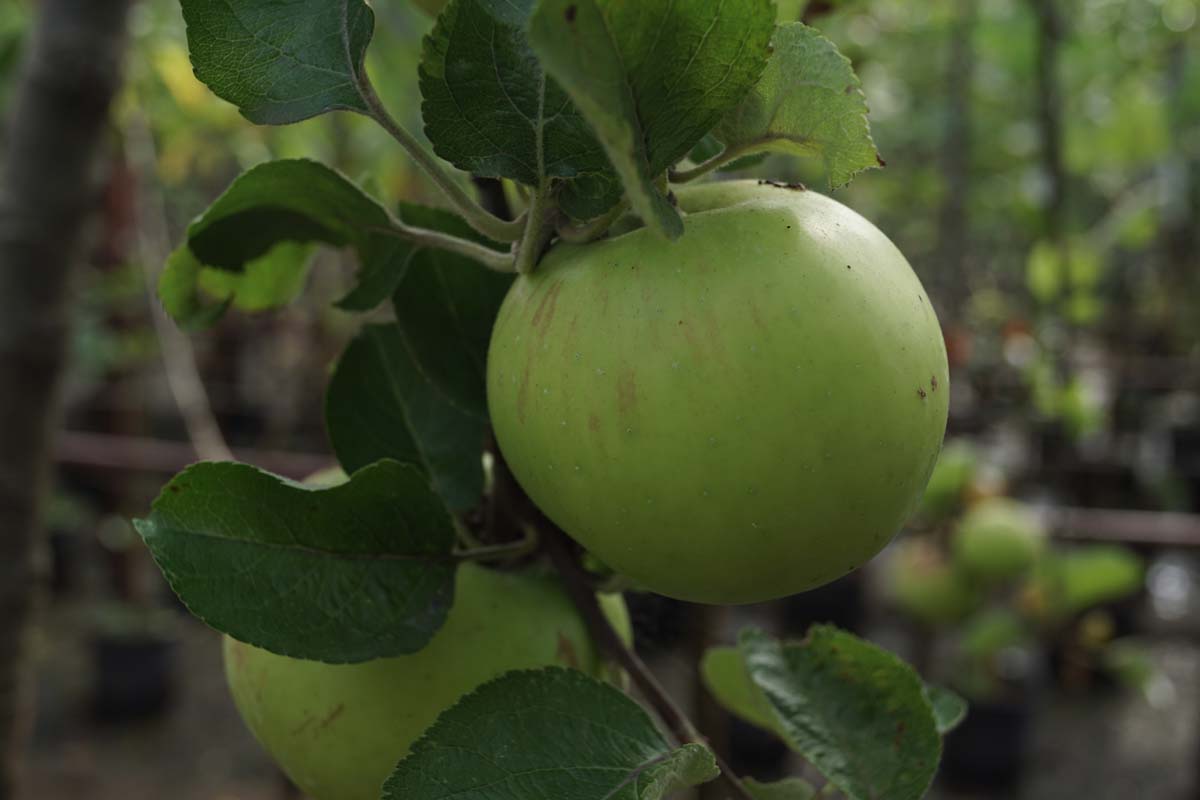 Malus domestica 'Alkmene' op stam