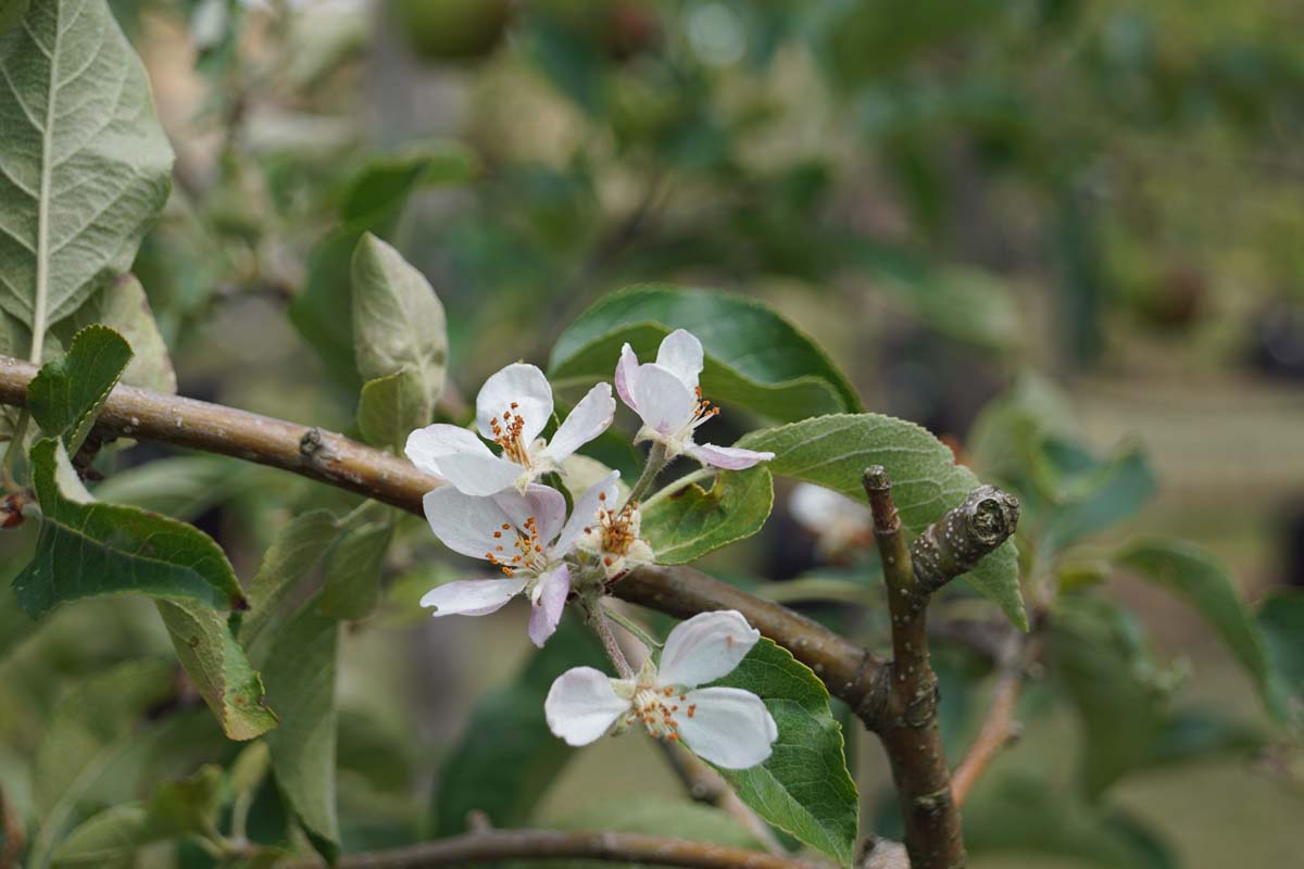 Malus domestica 'Pinova' op stam