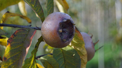 Mespilus germanica 'Westerveld' meerstammig / struik vrucht