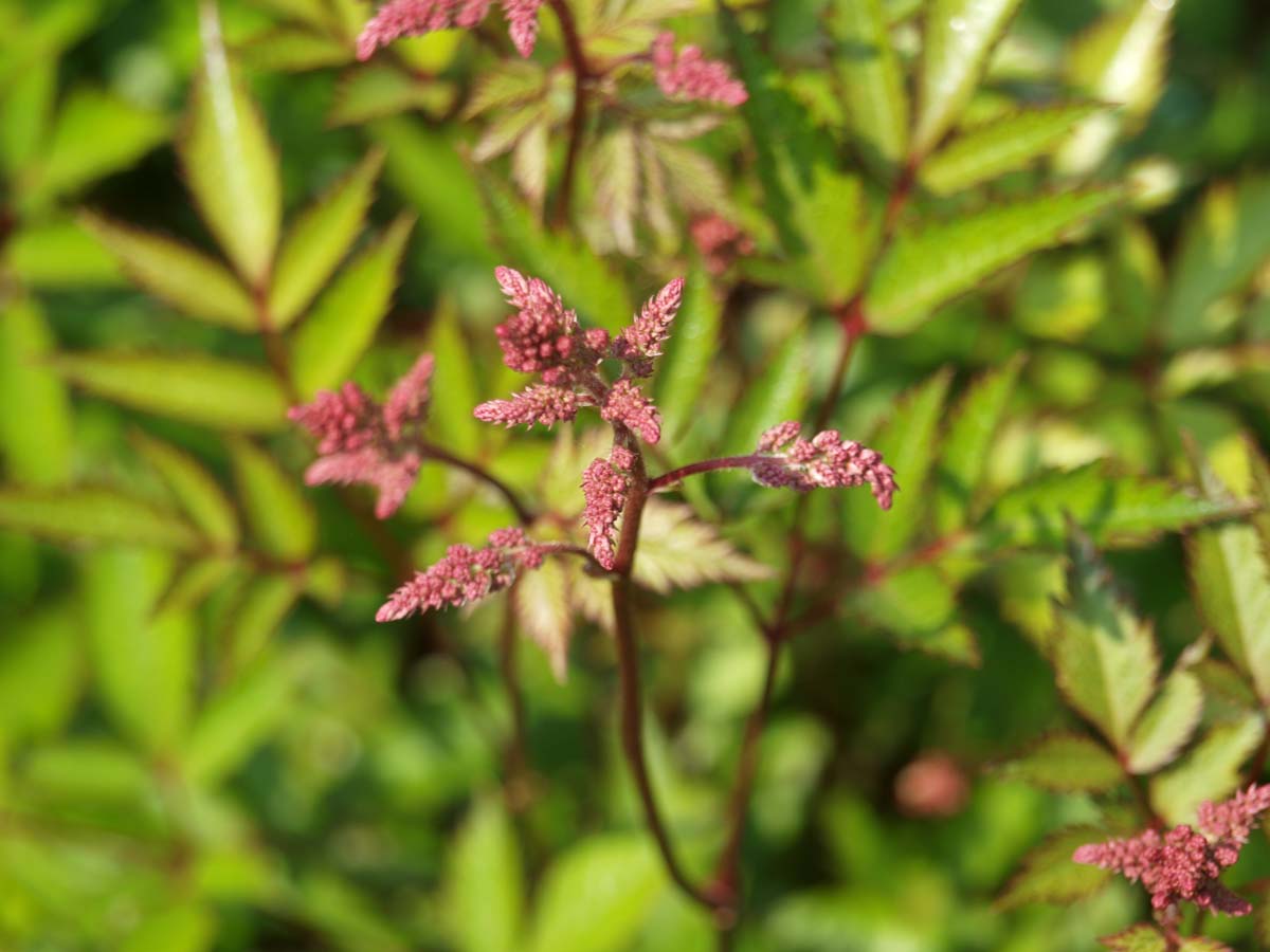 Astilbe (J) 'Rheinland'