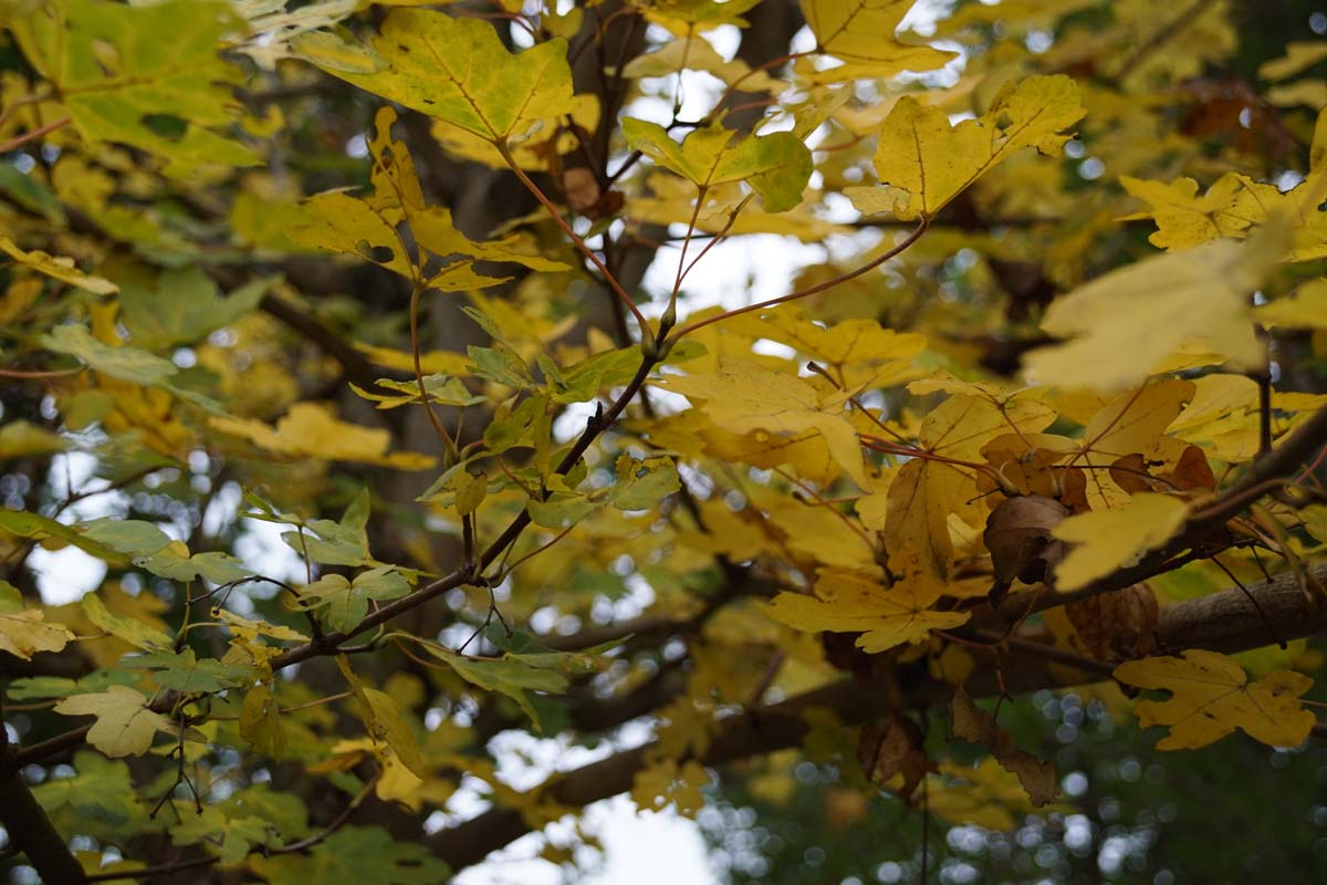 Acer campestre 'Huibers Elegant' leiboom herfstkleur