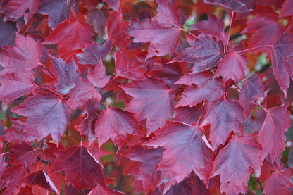 Acer rubrum 'Brandywine' meerstammig / struik herfstkleur