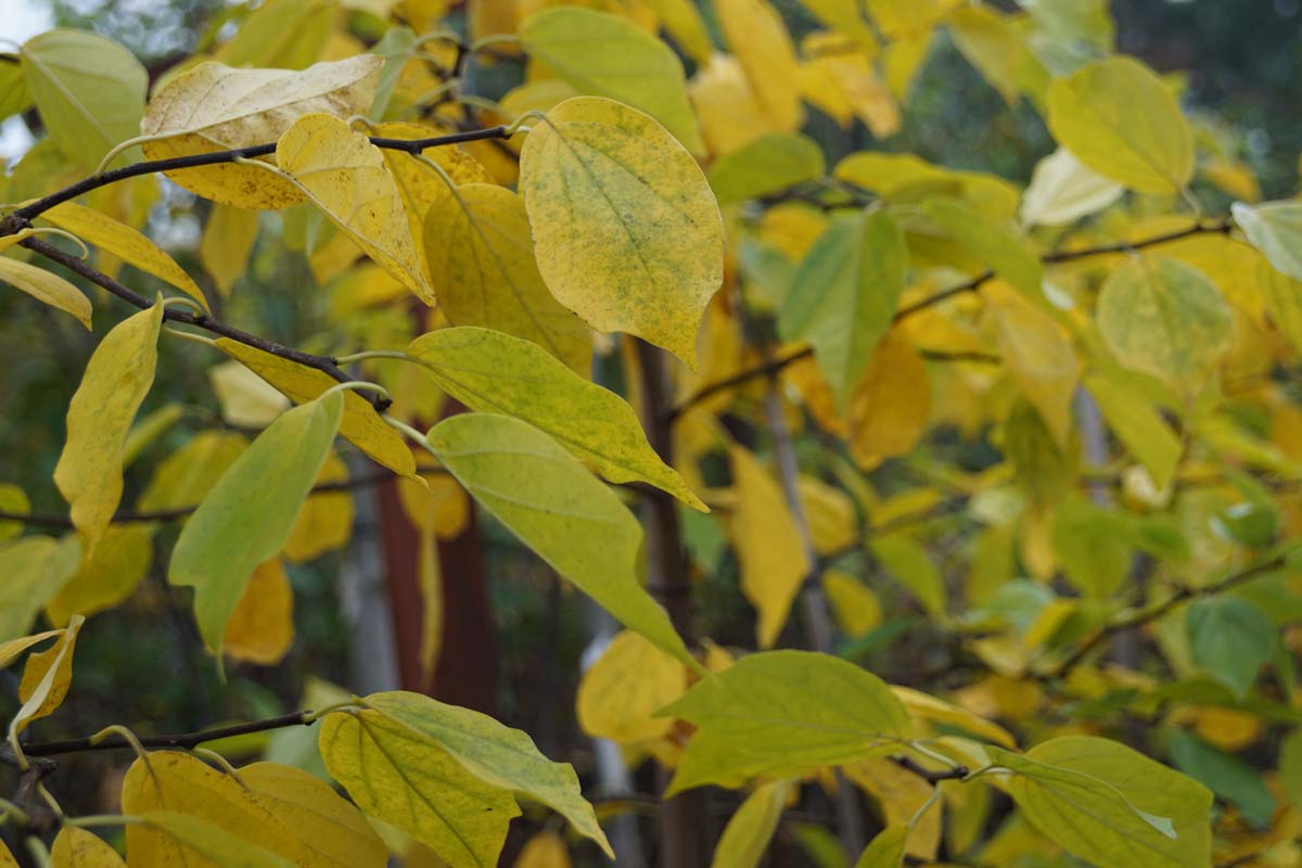 Cudrania tricuspidata op stam blad