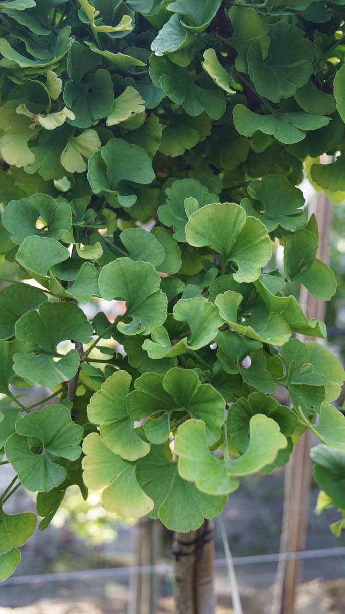 Ginkgo biloba 'Mariken' op stam blad