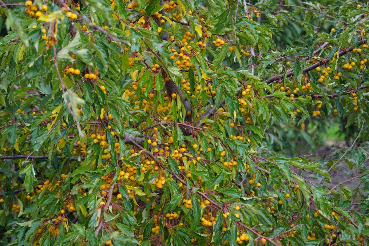 Malus toringo 'Brouwers Beauty' solitair sierappel