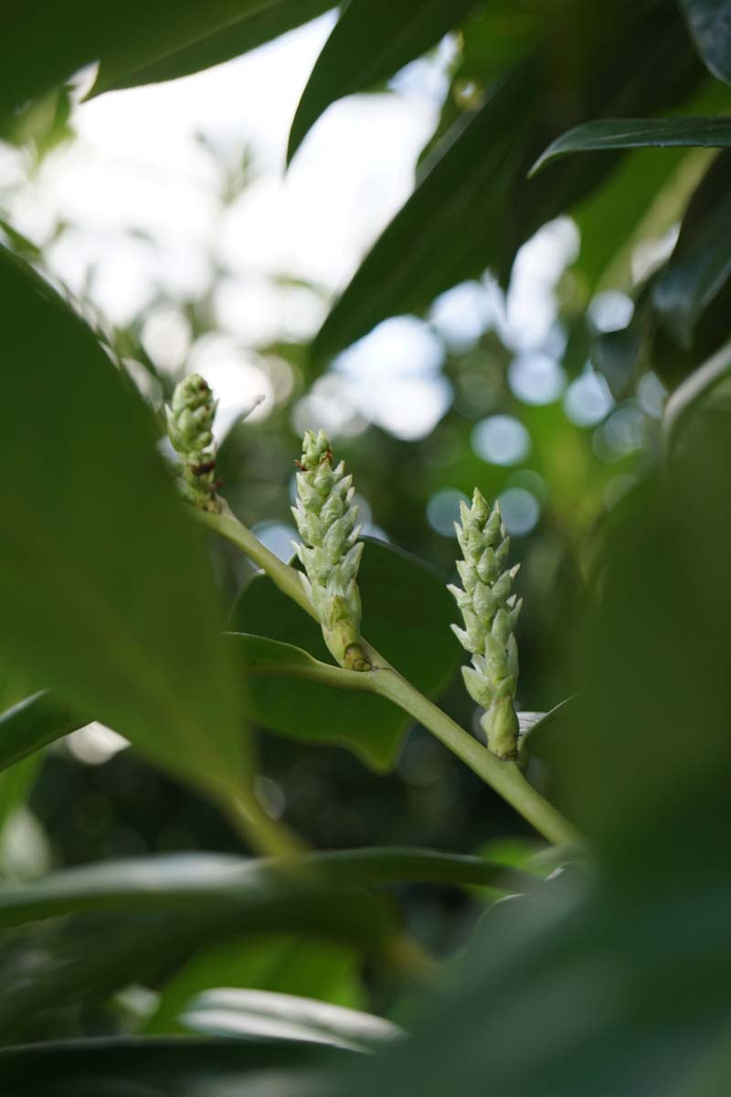 Prunus laurocerasus 'Novita' Tuinplanten