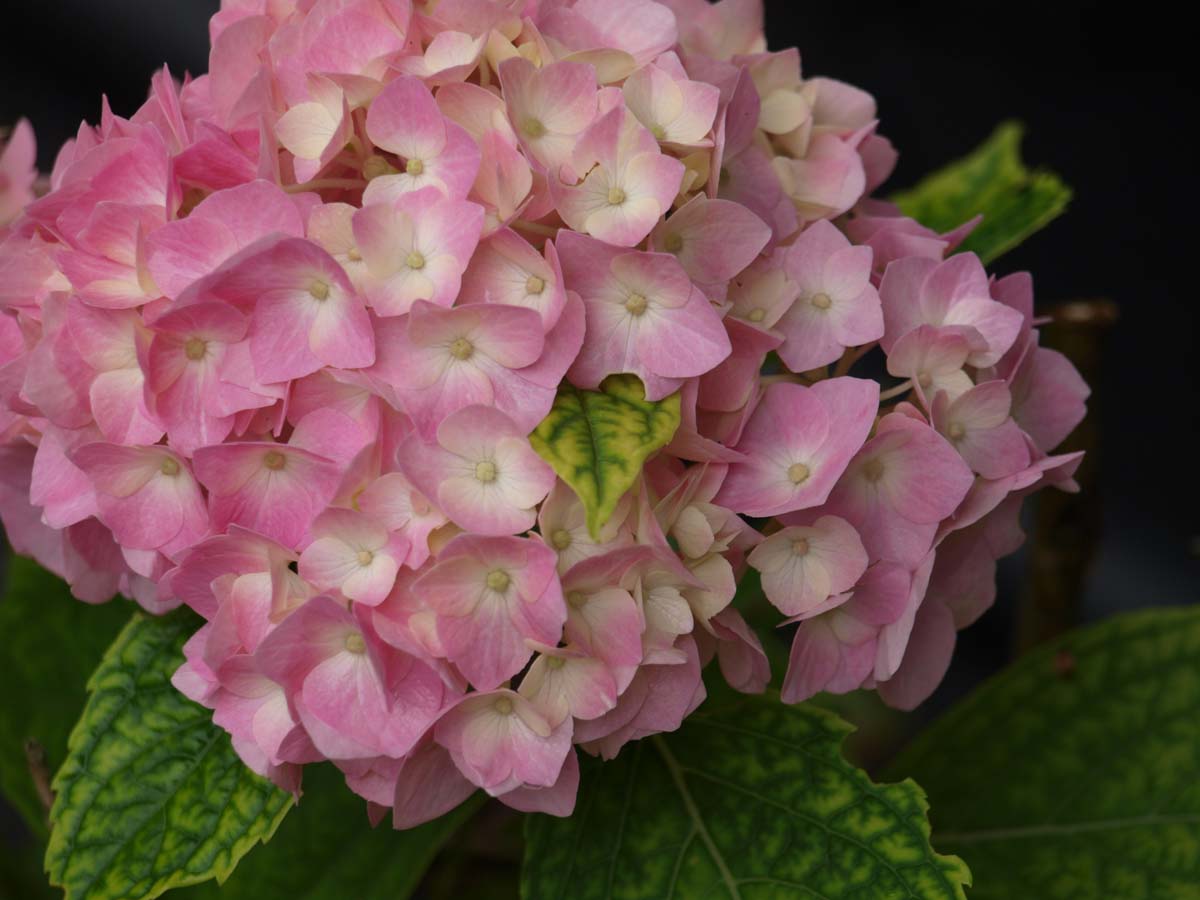 Hydrangea macrophylla 'Semperflorens'