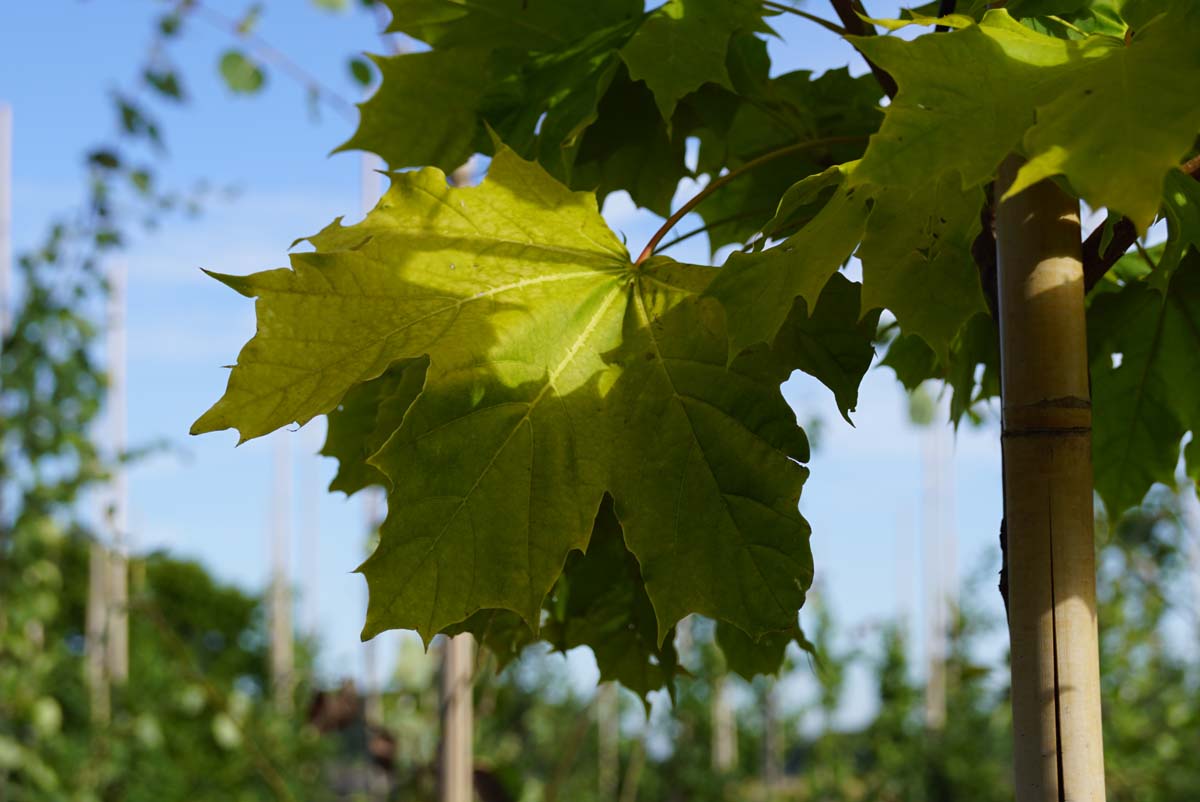 Acer platanoides 'Prigo' meerstammig / struik