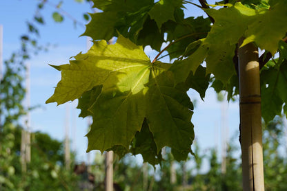 Acer platanoides 'Prigo' meerstammig / struik