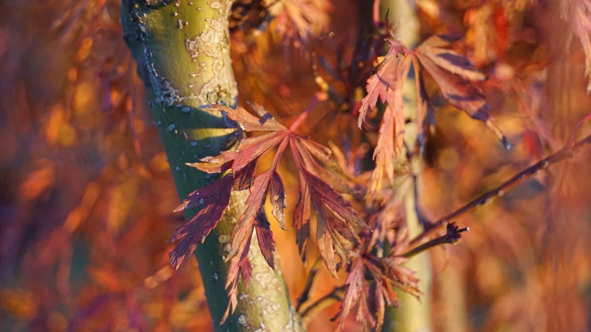 Acer palmatum 'Emerald Lace'