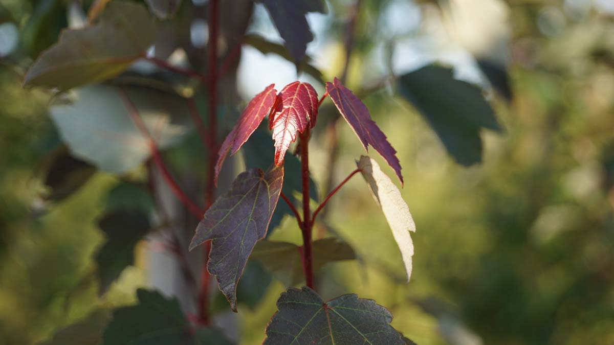 Acer rubrum 'Summer Red' op stam