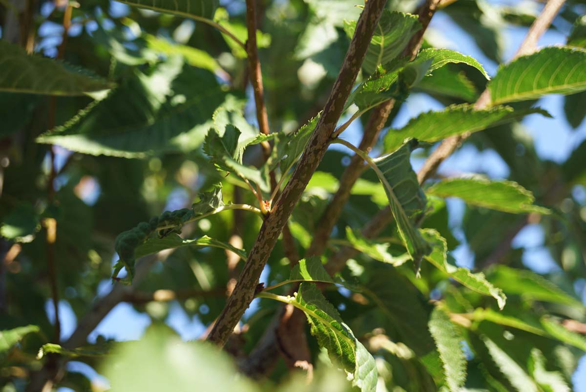 Prunus 'Mieke' op stam