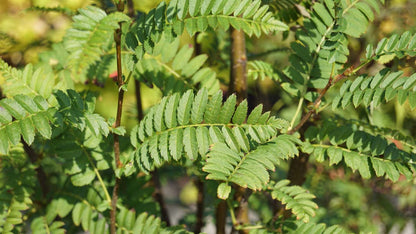 Sorbus frutescens albocarmesinae meerstammig / struik blad