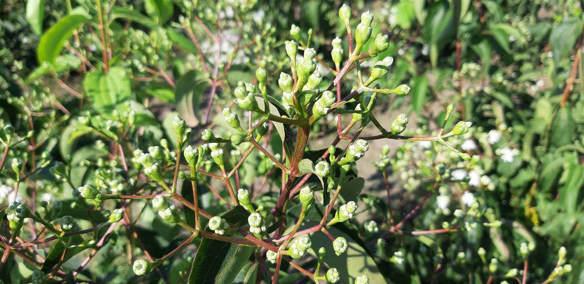 Heptacodium miconioides Tuinplanten