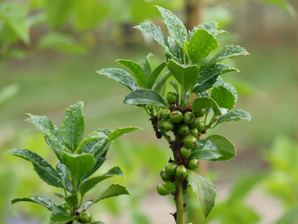 Ilex meserveae 'Hachfee' meerstammig / struik blad