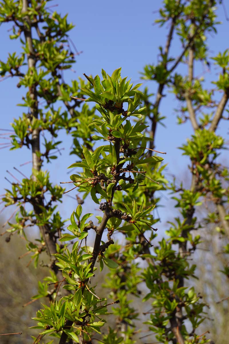 Malus 'D.V.P. Obel' op stam