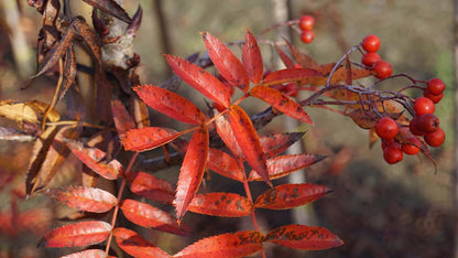 Sorbus randaiensis op stam