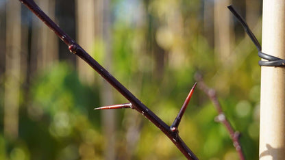 Crataegus succulenta 'Jubilee' op stam