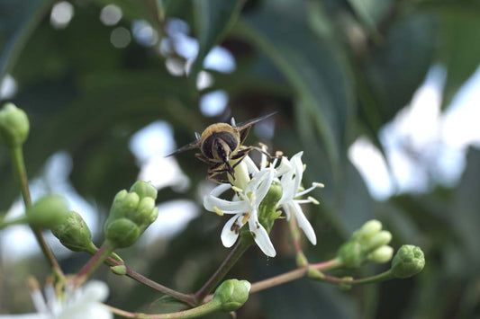 Heptacodium miconioides Tuinplanten biodiversiteit