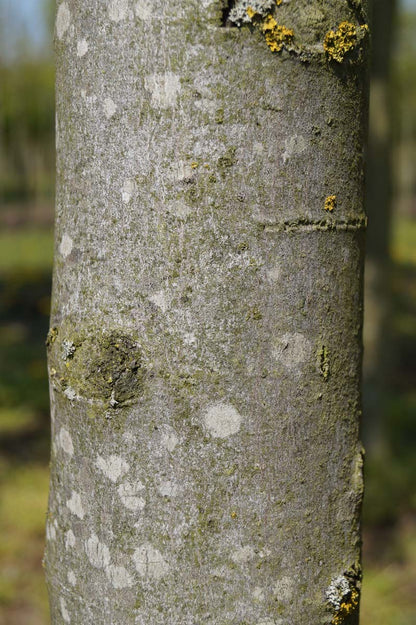 Acer rubrum leiboom