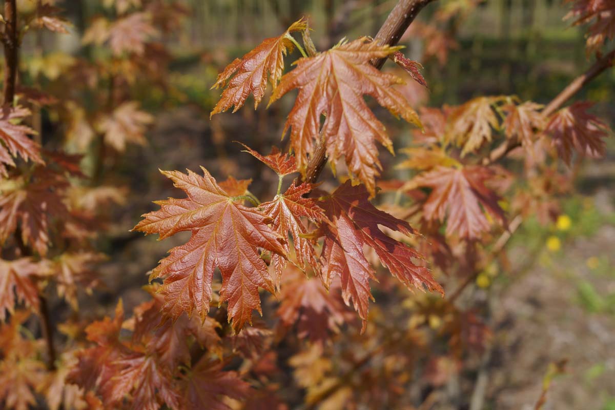 Acer saccharinum 'Pyramidale' op stam blad