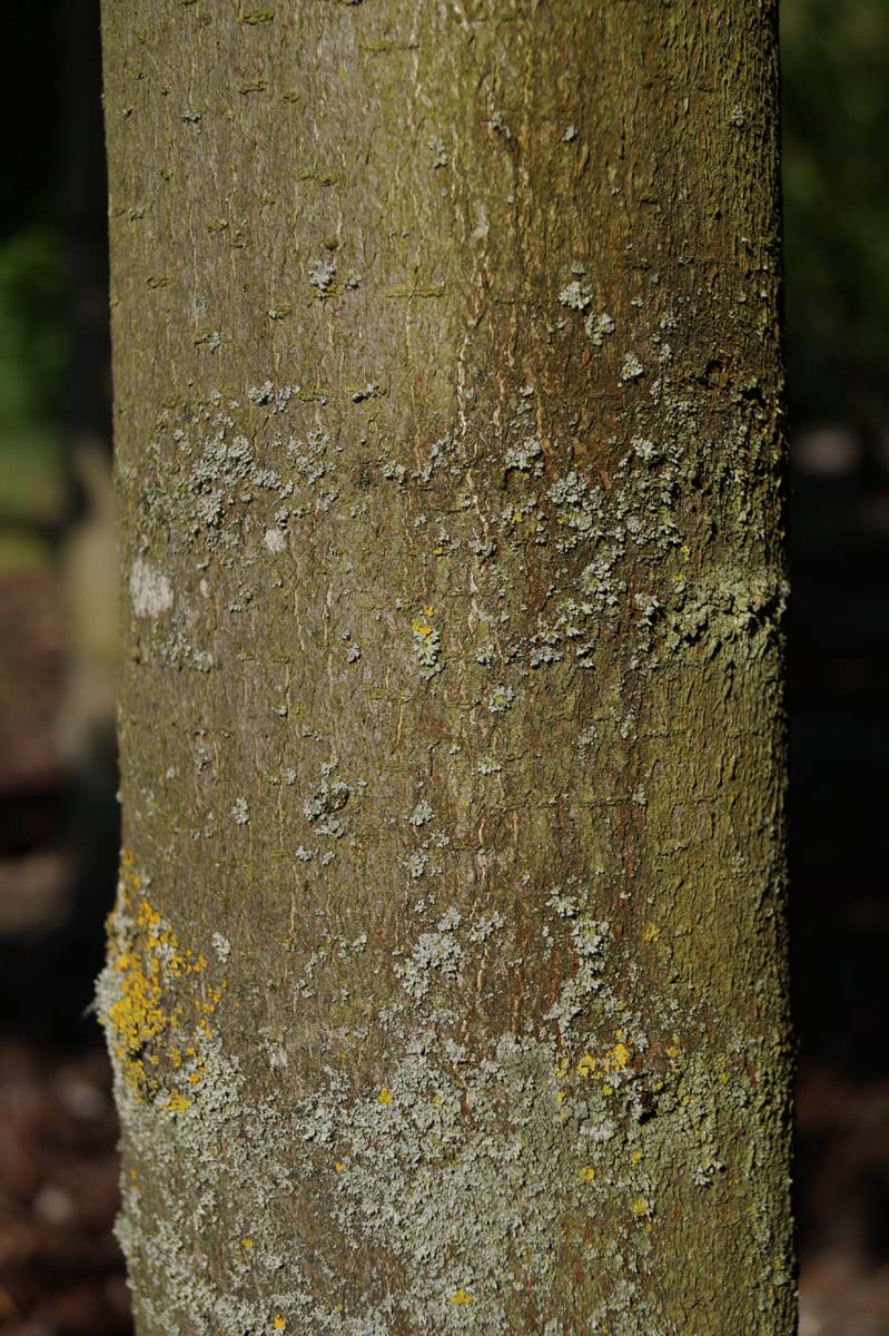 Aesculus carnea 'Briotii' meerstammig / struik