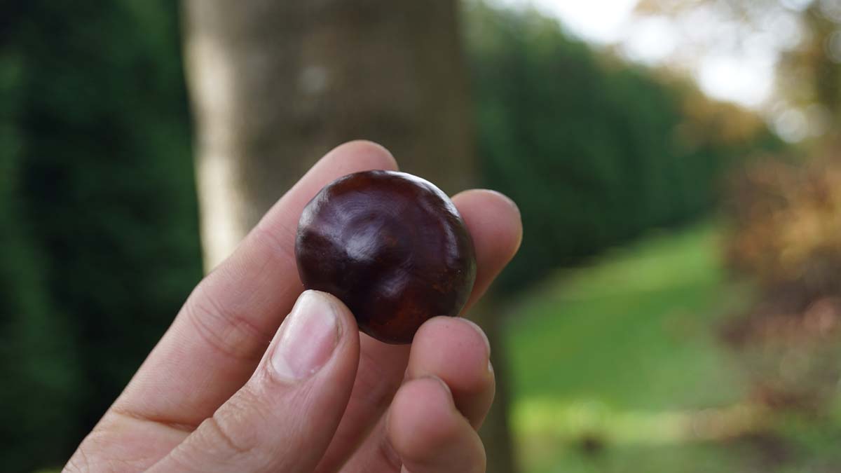 Aesculus hippocastanum meerstammig / struik