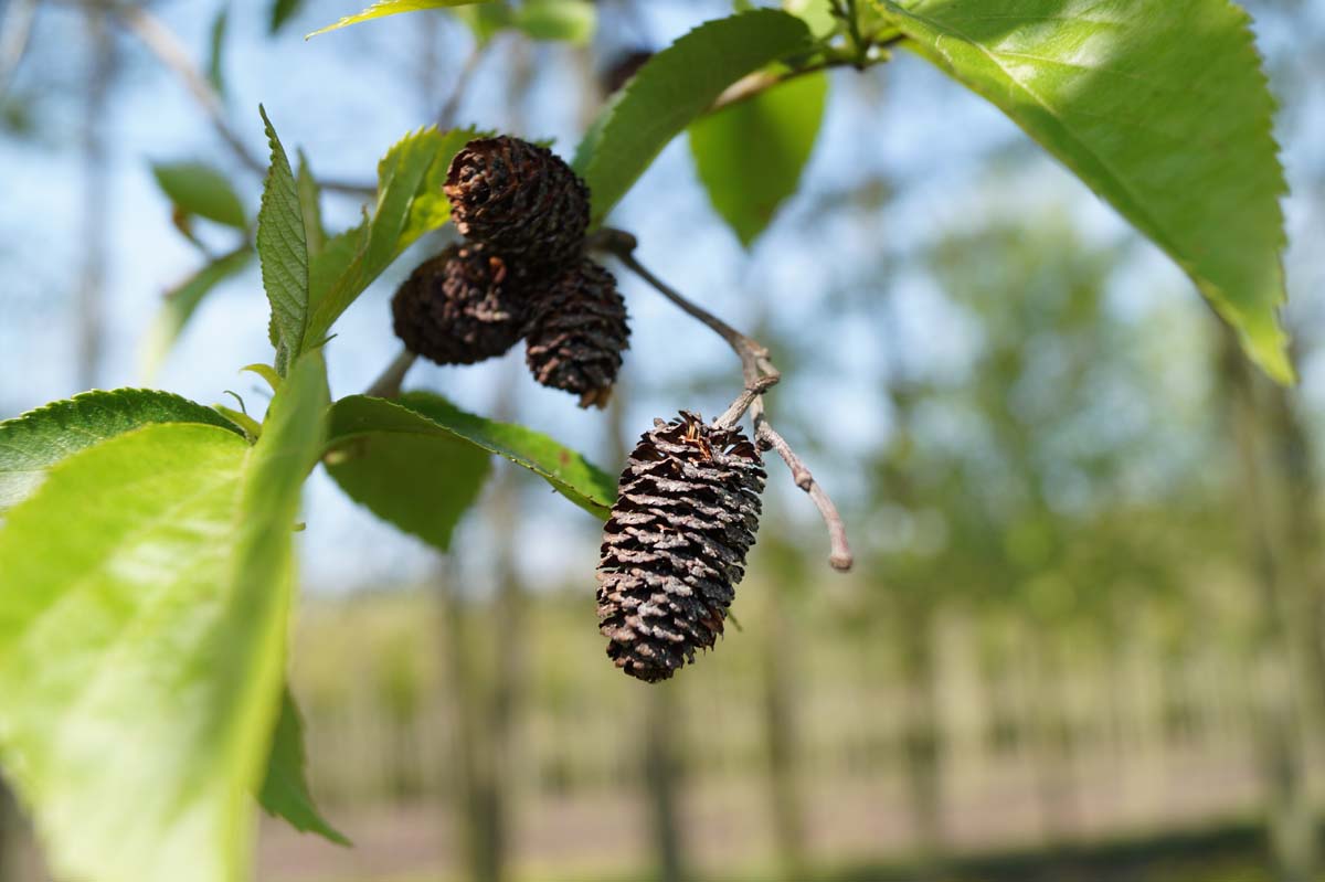 Alnus spaethii solitair