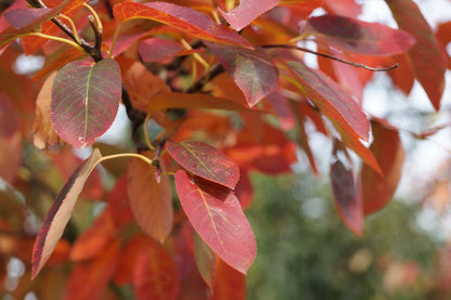 Amelanchier lamarckii solitair