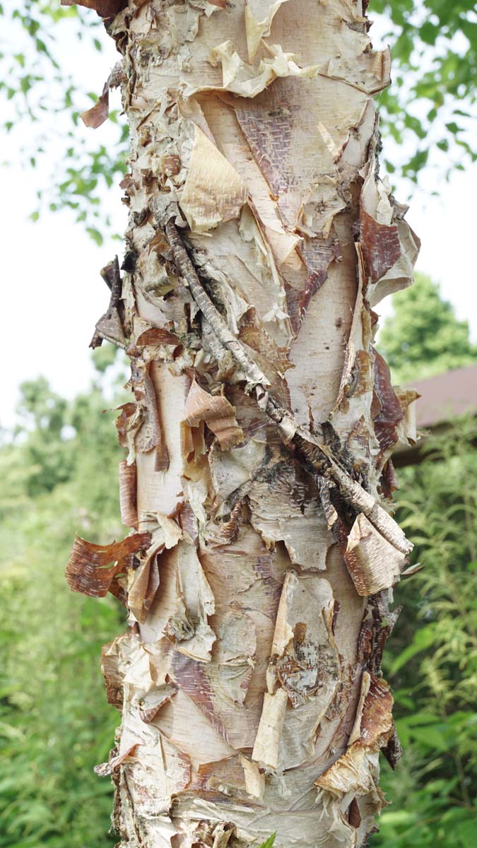 Betula nigra dakboom