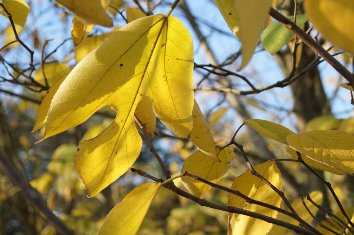 Broussonetia papyrifera op stam