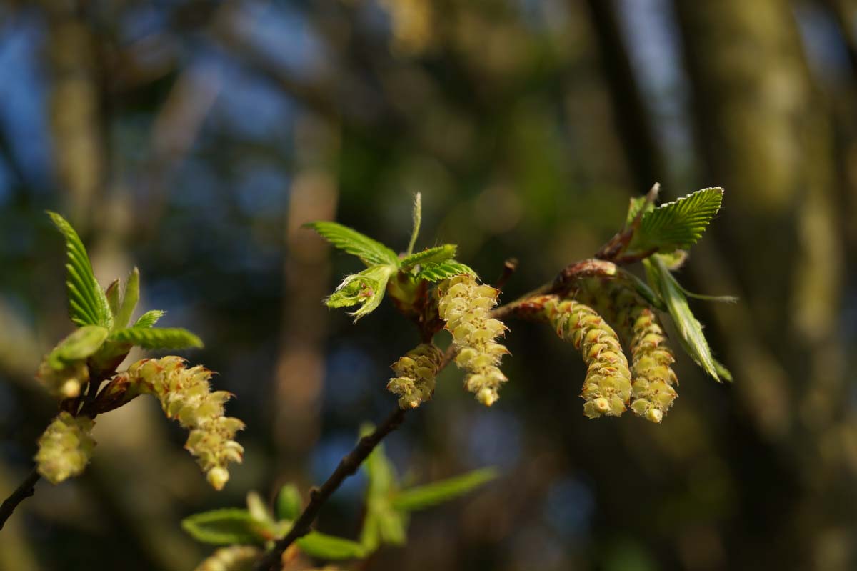 Carpinus betulus haagplant bloesem