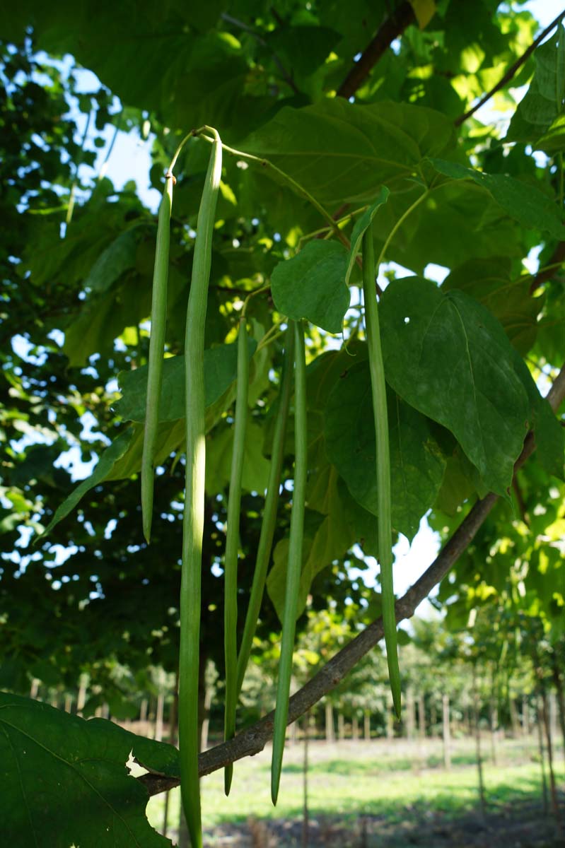 Catalpa bignonioides Tuinplanten zaaddoos