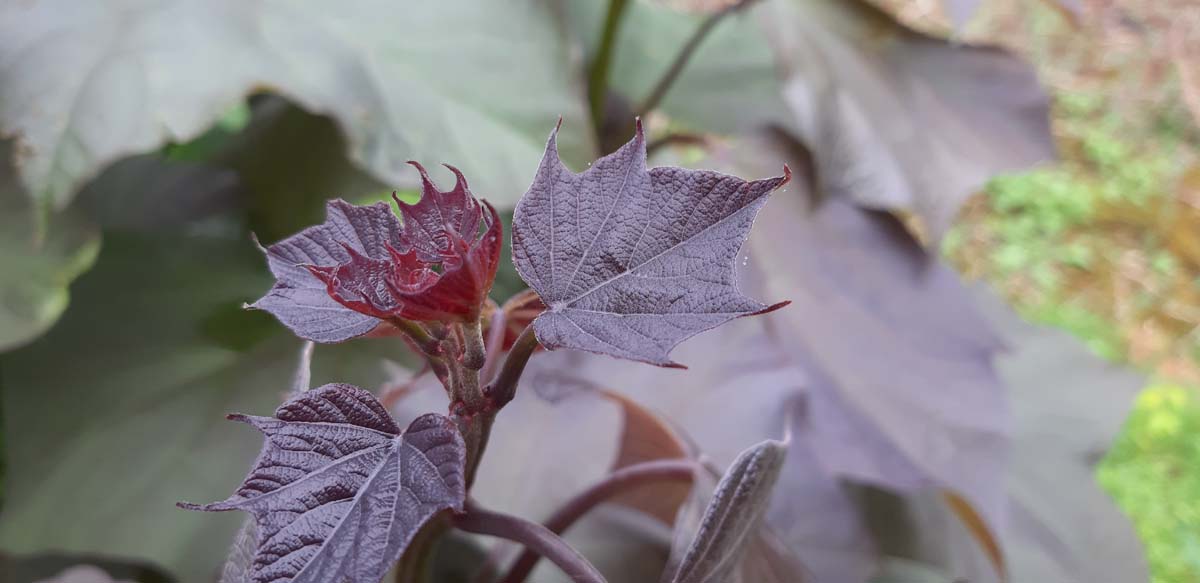 Catalpa erubescens 'Purpurea' Tuinplanten