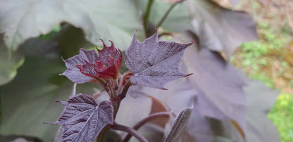 Catalpa erubescens 'Purpurea' Tuinplanten